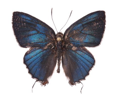 Pilodeudorix korruscans kakumi male UPS